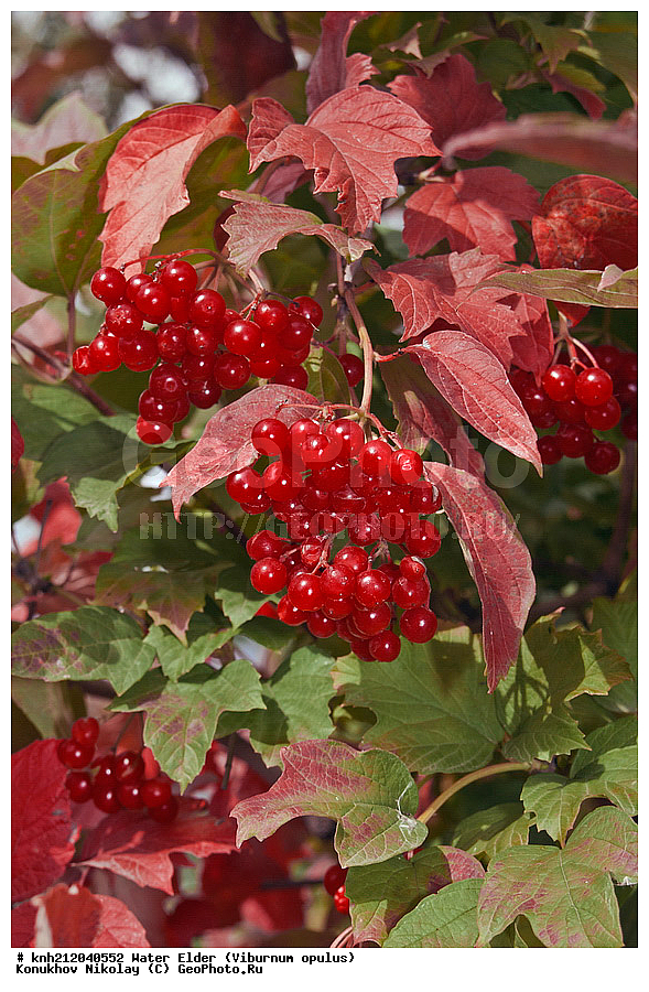 ������ ������������, Viburnum opulus, �����������, ���,  ����, �����������, ��������, ������ ��������, �����, ��������, ���������� ��������, ������� ��������, �����, �����, ������ �������, ���������, Adoxaceae, �����������, DONE, ���������� �������, ���������, Viburnaceae, ������, XYZ, ����������� ������, ����������� ����������� �����