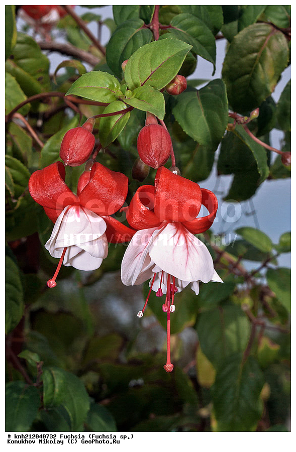 ������, Fuchsia sp. , �����������, ���������, ��������� ��������, ������ ��������, �����, ��������,  ���������� ��������, ������, �����, ����������� ��������, DONE, ���������, ���������, ������������, Onagraceae, ���������� �������, ������, XYZ, ����������� ������, ����������� ����������� �����
