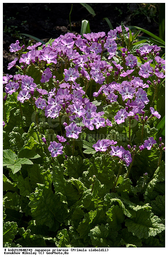 ������� ��������, Primula sieboldii, �����������, ���, ������� ��������, ������, �����, �����������, DONE, ������������, ����������, Primulaceae, ���������� �������, ������, XYZ, ����������� ��������, �����, ����������� ��������, �����, ����������� ��������, �����������, ������������ ��������, ������������ ��������, ������������, ������������, ����������� ������, ����������� ����������� �����