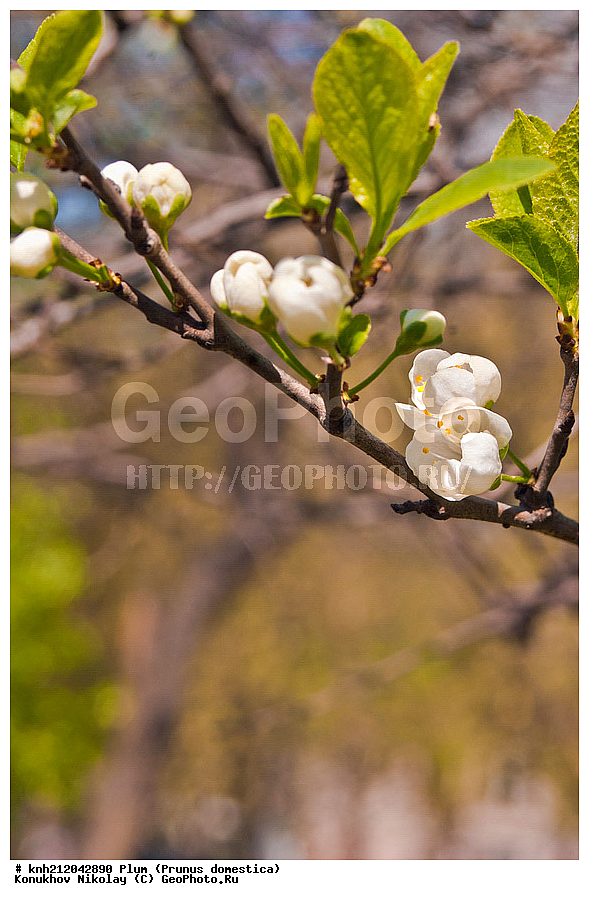����� ��������, Prunus domestica, �����������, ���, �����, ������, ��������, ������, ��������, ������� ��������, ������, �����, �����������, ������������, �������, �����������, Rosaceae, DONE, ���������� �������, ������, XYZ, ����������� ������, ����������� ����������� �����