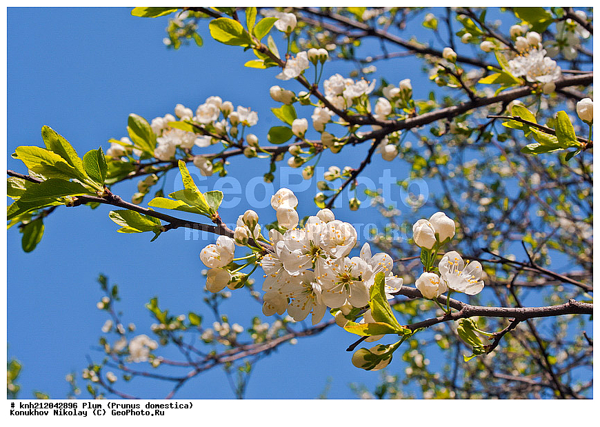 ����� ��������, Prunus domestica, �����������, ���, �����, ������, ��������, ������, ��������, ������� ��������, ������, �����, �����������, ������������, �������, �����������, Rosaceae, DONE, ���������� �������, ������, XYZ, ����������� ������, ����������� ����������� �����