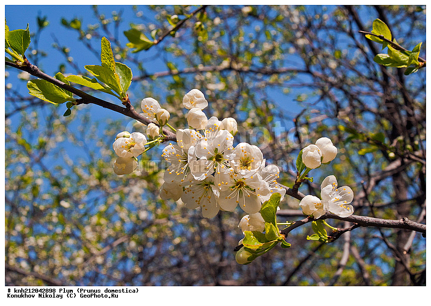 ����� ��������, Prunus domestica, �����������, ���, �����, ������, ��������, ������, ��������, ������� ��������, ������, �����, �����������, ������������, �������, �����������, Rosaceae, DONE, ���������� �������, ������, XYZ, ����������� ������, ����������� ����������� �����