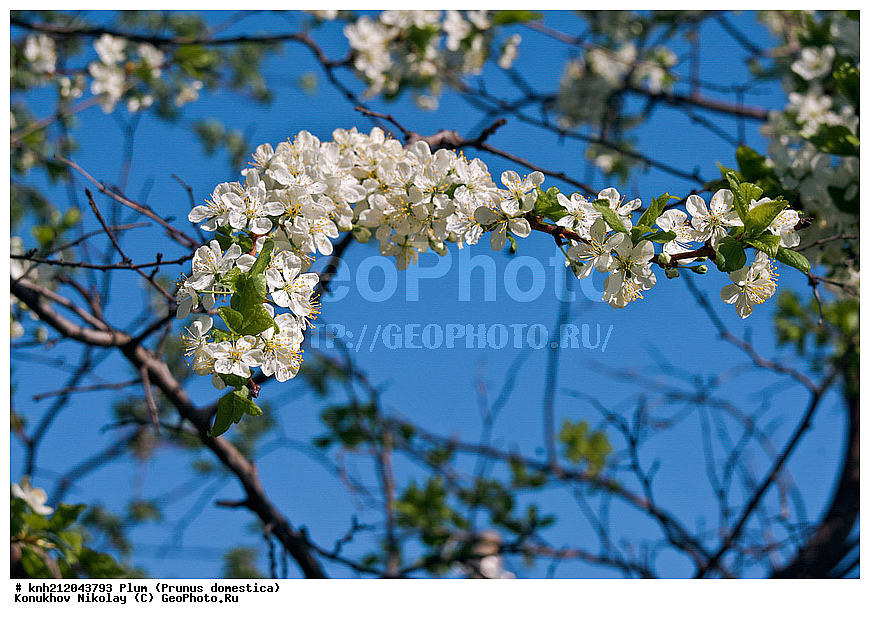 ����� ��������, Prunus domestica, �����������, ���, �����, ������, ��������, ������, ��������, ������� ��������, ������, �����, �����������, ������������, �������, �����������, Rosaceae, DONE, ���������� �������, ������, XYZ, ����������� ������, ����������� ����������� �����