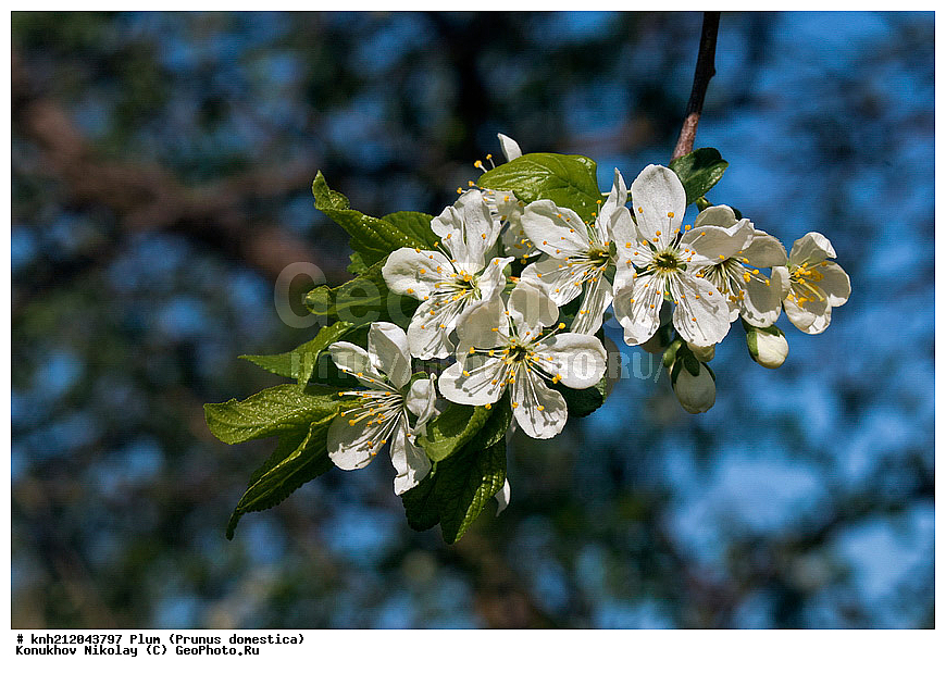 ����� ��������, Prunus domestica, �����������, ���, �����, ������, ��������, ������, ��������, ������� ��������, ������, �����, �����������, ������������, �������, �����������, Rosaceae, DONE, ���������� �������, ������, XYZ, ����������� ������, ����������� ����������� �����