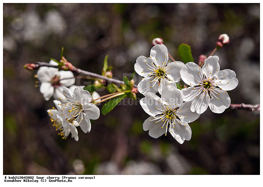 ����� ������, ����� ������������, Prunus cerasus, �����������, ���, �����, ������, ��������, ������, ��������, ������� ��������, ������, �����, �����������, ������������, �������, �����������, Rosaceae, DONE, ���������� �������, Cerasus vulgaris, ������, XYZ, ����������� ������, ����������� ����������� �����