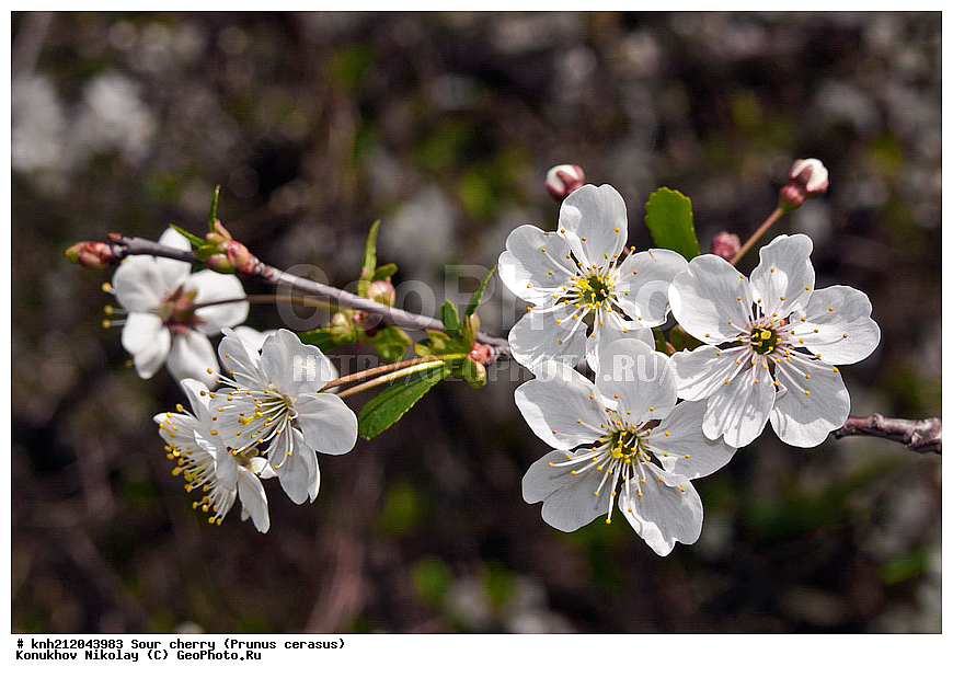����� ������, ����� ������������, Prunus cerasus, �����������, ���, �����, ������, ��������, ������, ��������, ������� ��������, ������, �����, �����������, ������������, �������, �����������, Rosaceae, DONE, ���������� �������, Cerasus vulgaris, ������, XYZ, ����������� ������, ����������� ����������� �����
