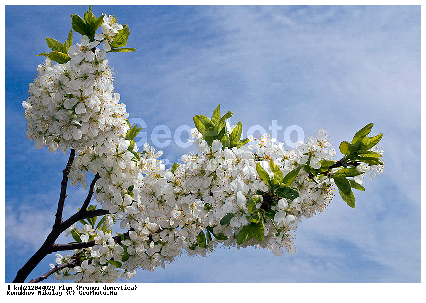 ����� ��������, Prunus domestica, �����������, ���, �����, ������, ��������, ������, ��������, ������� ��������, ������, �����, �����������, ������������, �������, �����������, Rosaceae, DONE, ���������� �������, ������, XYZ, ����������� ������, ����������� ����������� �����
