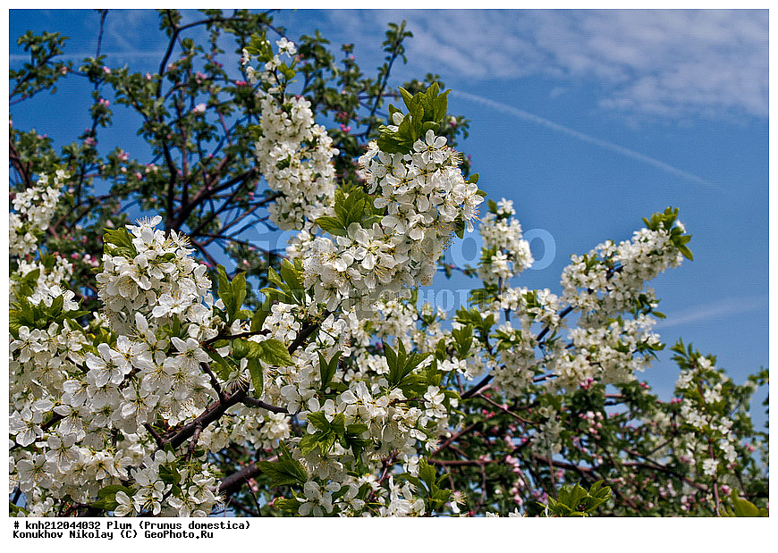 ����� ��������, Prunus domestica, �����������, ���, �����, ������, ��������, ������, ��������, ������� ��������, ������, �����, �����������, ������������, �������, �����������, Rosaceae, DONE, ���������� �������, ������, XYZ, ����������� ������, ����������� ����������� �����