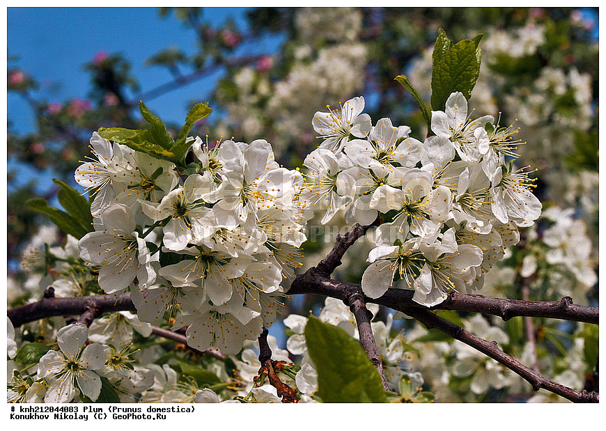 ����� ��������, Prunus domestica, �����������, ���, �����, ������, ��������, ������, ��������, ������� ��������, ������, �����, �����������, ������������, �������, �����������, Rosaceae, DONE, ���������� �������, ������, XYZ, ����������� ������, ����������� ����������� �����