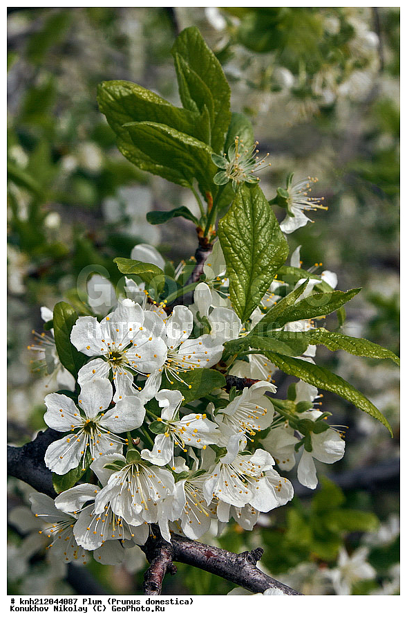 ����� ��������, Prunus domestica, �����������, ���, �����, ������, ��������, ������, ��������, ������� ��������, ������, �����, �����������, ������������, �������, �����������, Rosaceae, DONE, ���������� �������, ������, XYZ, ����������� ������, ����������� ����������� �����