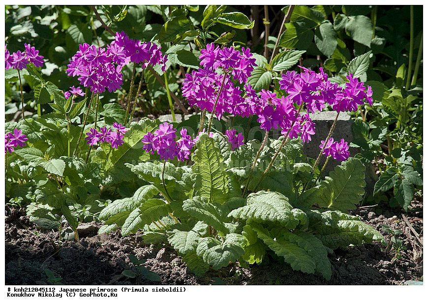 ������� ��������, Primula sieboldii, �����������, ���, ������� ��������, ������, �����, �����������, DONE, ������������, ����������, Primulaceae, ���������� �������, ������, XYZ, ����������� ��������, �����, ����������� ��������, �����, ����������� ��������, �����������, ������������ ��������, ������������ ��������, ������������, ������������, ����������� ������, ����������� ����������� �����