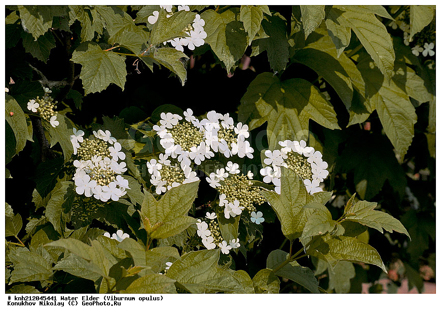 ������ ������������, Viburnum opulus, �����������, ���, �����, ������, ��������, ������, ��������, ������ ��������, �����, ��������, ���������� ��������, ������� ��������, ������, �����, ������ �������, ���������, Adoxaceae, �����������, DONE, ���������� �������, ���������, Viburnaceae, ������, XYZ, ����������� ������, ����������� ����������� �����