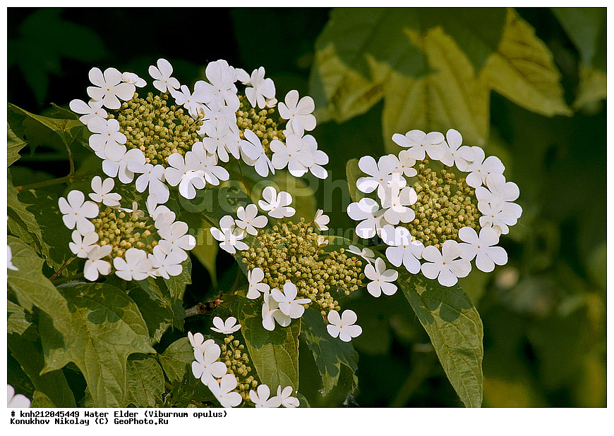������ ������������, Viburnum opulus, �����������, ���, �����, ������, ��������, ������, ��������, ������ ��������, �����, ��������, ���������� ��������, ������� ��������, ������, �����, ������ �������, ���������, Adoxaceae, �����������, DONE, ���������� �������, ���������, Viburnaceae, ������, XYZ, ����������� ������, ����������� ����������� �����