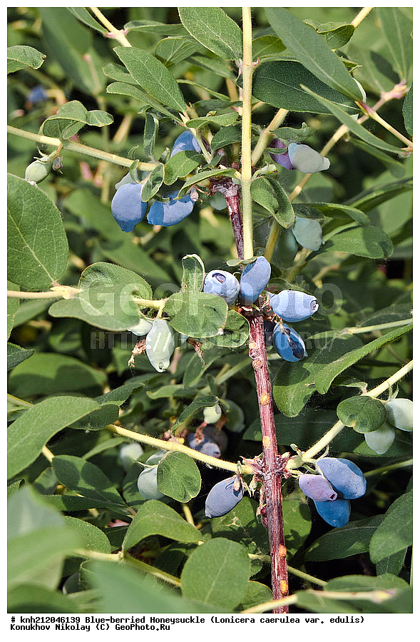 ��������� ���������, Lonicera caerulea var. edulis, �����������, ���, ����, �����������, ��������, �����, �������, �������������, ������ ��������, �����, ��������, ���������� ��������, ������� ��������, �����, �����, �����������, ������������, Caprifoliaceae, Lonicera caerulea, ��������� ���������, ��������� �������, DONE, ���������� �������, ������, XYZ, ����������� ������, ����������� ����������� �����