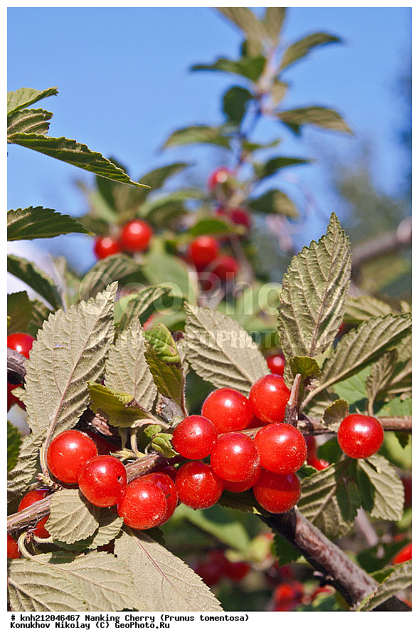 ����� ���������, Prunus tomentosa, Cerasus tomentosa, �����������, ���, ����, �����������, ��������, �����, �������, �������, ���������, �����, ���������, ������ ��������, �����, ��������, ���������� ��������, ������� ��������, �����, �����, �����������, ������������, �������, �����������, Rosaceae, ����� ���������, DONE, ���������� �������, ������, XYZ, ����������� ������, ����������� ����������� �����