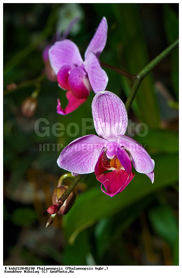 ����������, Phalaenopsis hybr., �����������, ���������, ��������� ��������, ���������� ��������, ��������� ��������, ���������,  ����������� ��������, ������� ��������, ���, ������, �����, ���-��������, ����������, ������������ ���, ������, DONE, ��������, ������������, �������, Orchidaceae, ���������� �������, ������, Phalaenopsis hybridum, ���������� ���������, XYZ, ����������� ������, ����������� ����������� �����