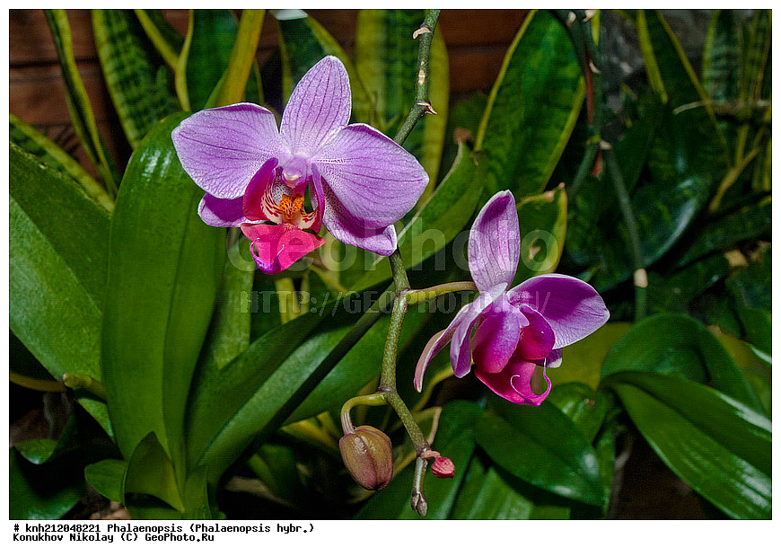 ����������, Phalaenopsis hybr., �����������, ���������, ��������� ��������, ���������� ��������, ��������� ��������, ���������,  ����������� ��������, ������� ��������, ���, ������, �����, ���-��������, ����������, ������������ ���, ������, DONE, ��������, ������������, �������, Orchidaceae, ���������� �������, ������, Phalaenopsis hybridum, ���������� ���������, XYZ, ����������� ������, ����������� ����������� �����
