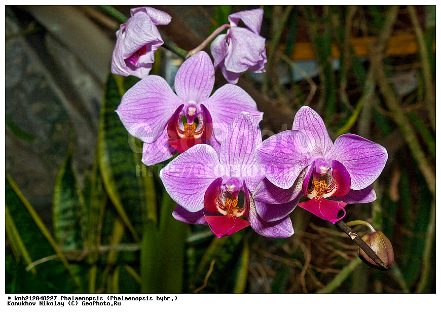 ����������, Phalaenopsis hybr., �����������, ���������, ��������� ��������, ���������� ��������, ��������� ��������, ���������,  ����������� ��������, ������� ��������, ���, ������, �����, ���-��������, ����������, ������������ ���, ������, DONE, ��������, ������������, �������, Orchidaceae, ���������� �������, ������, Phalaenopsis hybridum, ���������� ���������, XYZ, ����������� ������, ����������� ����������� �����