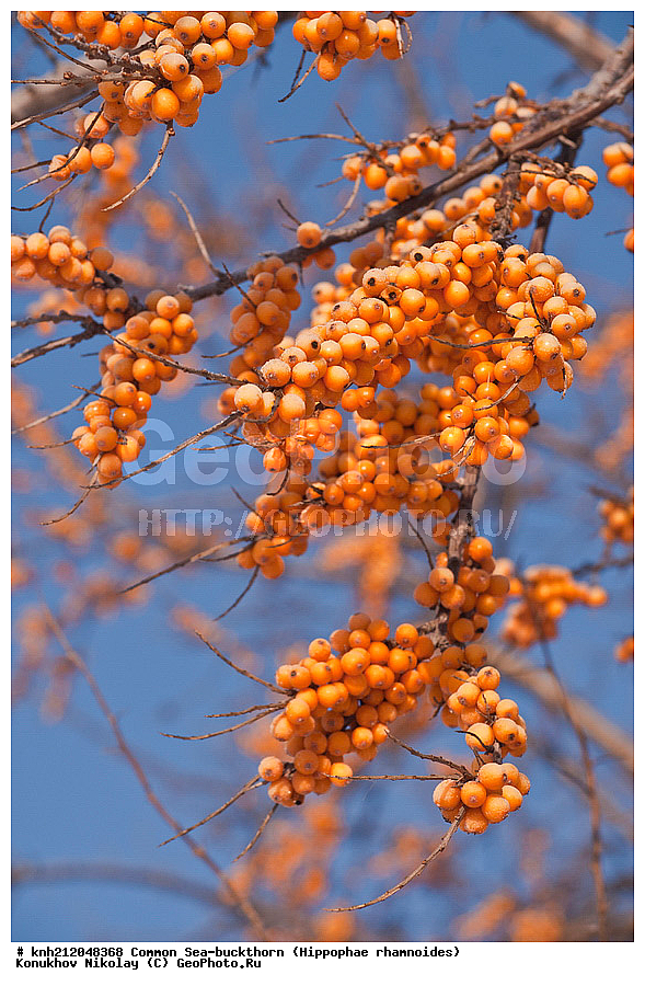 �������� �������������, Hippophae rhamnoides, �����������, ���, ����, �����������, ��������, �����, �������, �������������, �����, �������, ���������, �����, ���������, �����, ���������, ������ ��������, �����, ��������, ���������� ��������, ������� ��������, �����, �����, �����������, �������� ����������, �������, Elaeagnaceae, DONE, ���������� �������, ������, XYZ, �������� ���������, �������� ������������, ����, ������, �������� ������, �������, ��������, ������� ���, ���������, �������� ���������, �������� ������������, ����, ������, �������� ������, �������, ��������, ������� ���, ���������, ����������� ������, ����������� ����������� �����, ����������������� ���, ���������� ���, ����������� ���, ���������� ���, trees, shrub, bush, shrubs, bushes, perennial plant, perennial, wild plants, wilding, Ornamental plants, Ornamental plant, Ornamental