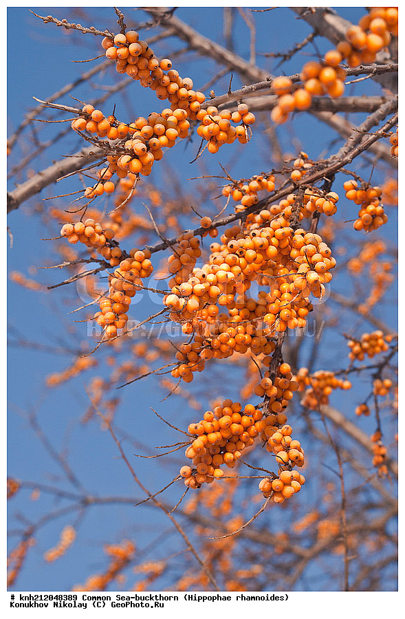 �������� �������������, Hippophae rhamnoides, �����������, ���, ����, �����������, ��������, �����, �������, �������������, �����, �������, ���������, �����, ���������, �����, ���������, ������ ��������, �����, ��������, ���������� ��������, ������� ��������, �����, �����, �����������, �������� ����������, �������, Elaeagnaceae, DONE, ���������� �������, ������, XYZ, �������� ���������, �������� ������������, ����, ������, �������� ������, �������, ��������, ������� ���, ���������, �������� ���������, �������� ������������, ����, ������, �������� ������, �������, ��������, ������� ���, ���������, ����������� ������, ����������� ����������� �����, ����������������� ���, ���������� ���, ����������� ���, ���������� ���, trees, shrub, bush, shrubs, bushes, perennial plant, perennial, wild plants, wilding, Ornamental plants, Ornamental plant, Ornamental