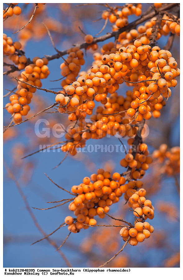 �������� �������������, Hippophae rhamnoides, �����������, ���, ����, �����������, ��������, �����, �������, �������������, �����, �������, ���������, �����, ���������, �����, ���������, ������ ��������, �����, ��������, ���������� ��������, ������� ��������, �����, �����, �����������, �������� ����������, �������, Elaeagnaceae, DONE, ���������� �������, ������, XYZ, �������� ���������, �������� ������������, ����, ������, �������� ������, �������, ��������, ������� ���, ���������, �������� ���������, �������� ������������, ����, ������, �������� ������, �������, ��������, ������� ���, ���������, ����������� ������, ����������� ����������� �����, ����������������� ���, ���������� ���, ����������� ���, ���������� ���, trees, shrub, bush, shrubs, bushes, perennial plant, perennial, wild plants, wilding, Ornamental plants, Ornamental plant, Ornamental