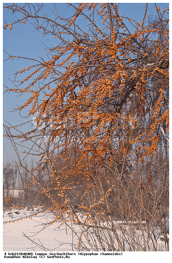  �������� �������������, Hippophae rhamnoides, �����������, ���, ����, �����������, ��������, �����, �������, �������������, �����, �������, ���������, �����, ���������, �����, ���������, ������ ��������, �����, ��������, ���������� ��������, ������� ��������, �����, �����, �����������, �������� ����������, �������, Elaeagnaceae, DONE, ���������� �������, ������, XYZ, �������� ���������, �������� ������������, ����, ������, �������� ������, �������, ��������, ������� ���, ���������, �������� ���������, �������� ������������, ����, ������, �������� ������, �������, ��������, ������� ���, ���������, ����������� ������, ����������� ����������� �����, ����������������� ���, ���������� ���, ����������� ���, ���������� ���, trees, shrub, bush, shrubs, bushes, perennial plant, perennial, wild plants, wilding, Ornamental plants, Ornamental plant, Ornamental