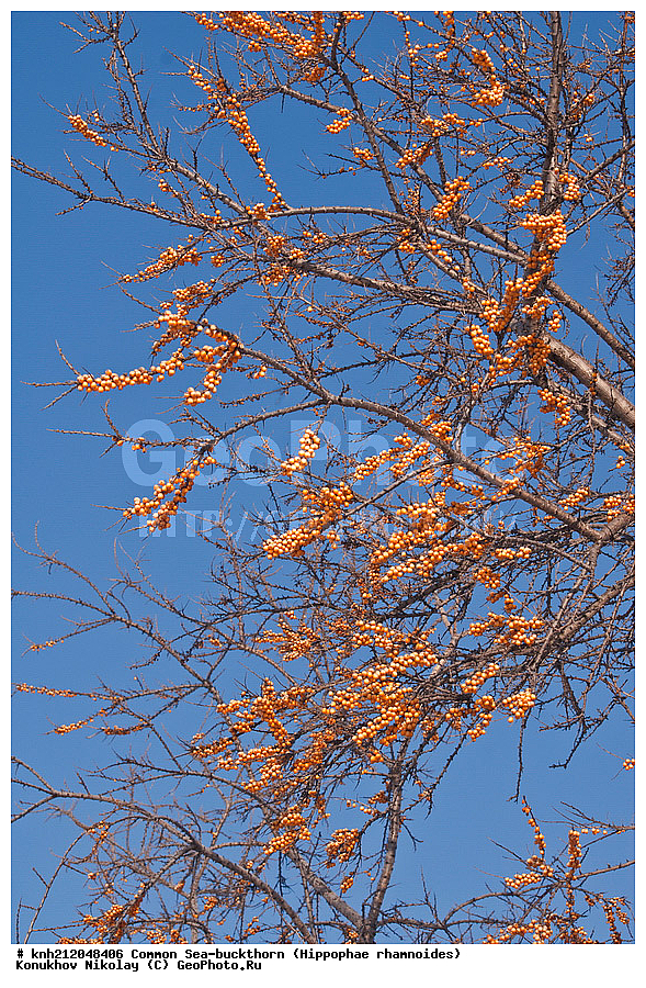  �������� �������������, Hippophae rhamnoides, �����������, ���, ����, �����������, ��������, �����, �������, �������������, �����, �������, ���������, �����, ���������, �����, ���������, ������ ��������, �����, ��������, ���������� ��������, ������� ��������, �����, �����, �����������, �������� ����������, �������, Elaeagnaceae, DONE, ���������� �������, ������, XYZ, �������� ���������, �������� ������������, ����, ������, �������� ������, �������, ��������, ������� ���, ���������, �������� ���������, �������� ������������, ����, ������, �������� ������, �������, ��������, ������� ���, ���������, ����������� ������, ����������� ����������� �����, ����������������� ���, ���������� ���, ����������� ���, ���������� ���, trees, shrub, bush, shrubs, bushes, perennial plant, perennial, wild plants, wilding, Ornamental plants, Ornamental plant, Ornamental