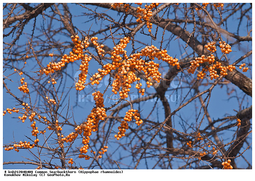 �������� �������������, Hippophae rhamnoides, �����������, ���, ����, �����������, ��������, �����, �������, �������������, �����, �������, ���������, �����, ���������, �����, ���������, ������ ��������, �����, ��������, ���������� ��������, ������� ��������, �����, �����, �����������, �������� ����������, �������, Elaeagnaceae, DONE, ���������� �������, ������, XYZ, �������� ���������, �������� ������������, ����, ������, �������� ������, �������, ��������, ������� ���, ���������, �������� ���������, �������� ������������, ����, ������, �������� ������, �������, ��������, ������� ���, ���������, ����������� ������, ����������� ����������� �����, ����������������� ���, ���������� ���, ����������� ���, ���������� ���, trees, shrub, bush, shrubs, bushes, perennial plant, perennial, wild plants, wilding, Ornamental plants, Ornamental plant, Ornamental