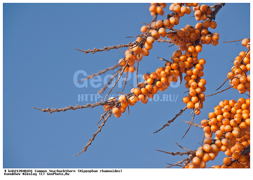 �������� �������������, Hippophae rhamnoides, �����������, ���, ����, �����������, ��������, �����, �������, �������������, �����, �������, ���������, �����, ���������, �����, ���������, ������ ��������, �����, ��������, ���������� ��������, ������� ��������, �����, �����, �����������, �������� ����������, �������, Elaeagnaceae, DONE, ���������� �������, ������, XYZ, �������� ���������, �������� ������������, ����, ������, �������� ������, �������, ��������, ������� ���, ���������, �������� ���������, �������� ������������, ����, ������, �������� ������, �������, ��������, ������� ���, ���������, ����������� ������, ����������� ����������� �����, ����������������� ���, ���������� ���, ����������� ���, ���������� ���, trees, shrub, bush, shrubs, bushes, perennial plant, perennial, wild plants, wilding, Ornamental plants, Ornamental plant, Ornamental
