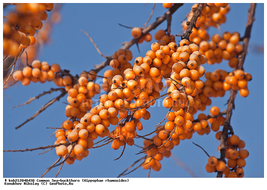 �������� �������������, Hippophae rhamnoides, �����������, ���, ����, �����������, ��������, �����, �������, �������������, �����, �������, ���������, �����, ���������, �����, ���������, ������ ��������, �����, ��������, ���������� ��������, ������� ��������, �����, �����, �����������, �������� ����������, �������, Elaeagnaceae, DONE, ���������� �������, ������, XYZ, �������� ���������, �������� ������������, ����, ������, �������� ������, �������, ��������, ������� ���, ���������, �������� ���������, �������� ������������, ����, ������, �������� ������, �������, ��������, ������� ���, ���������, ����������� ������, ����������� ����������� �����, ����������������� ���, ���������� ���, ����������� ���, ���������� ���, trees, shrub, bush, shrubs, bushes, perennial plant, perennial, wild plants, wilding, Ornamental plants, Ornamental plant, Ornamental