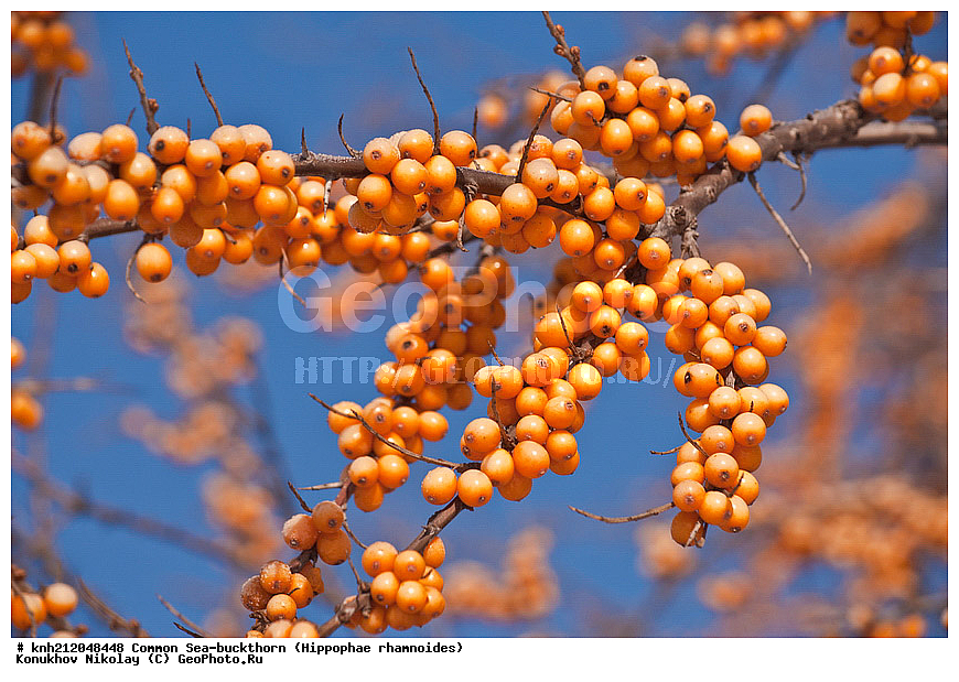 �������� �������������, Hippophae rhamnoides, �����������, ���, ����, �����������, ��������, �����, �������, �������������, �����, �������, ���������, �����, ���������, �����, ���������, ������ ��������, �����, ��������, ���������� ��������, ������� ��������, �����, �����, �����������, �������� ����������, �������, Elaeagnaceae, DONE, ���������� �������, ������, XYZ, �������� ���������, �������� ������������, ����, ������, �������� ������, �������, ��������, ������� ���, ���������, �������� ���������, �������� ������������, ����, ������, �������� ������, �������, ��������, ������� ���, ���������, ����������� ������, ����������� ����������� �����, ����������������� ���, ���������� ���, ����������� ���, ���������� ���, trees, shrub, bush, shrubs, bushes, perennial plant, perennial, wild plants, wilding, Ornamental plants, Ornamental plant, Ornamental