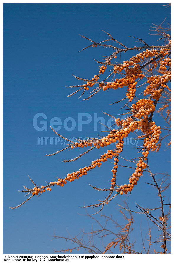 �������� �������������, Hippophae rhamnoides, �����������, ���, ����, �����������, ��������, �����, �������, �������������, �����, �������, ���������, �����, ���������, �����, ���������, ������ ��������, �����, ��������, ���������� ��������, ������� ��������, �����, �����, �����������, �������� ����������, �������, Elaeagnaceae, DONE, ���������� �������, ������, XYZ, �������� ���������, �������� ������������, ����, ������, �������� ������, �������, ��������, ������� ���, ���������, �������� ���������, �������� ������������, ����, ������, �������� ������, �������, ��������, ������� ���, ���������, ����������� ������, ����������� ����������� �����, ����������������� ���, ���������� ���, ����������� ���, ���������� ���, trees, shrub, bush, shrubs, bushes, perennial plant, perennial, wild plants, wilding, Ornamental plants, Ornamental plant, Ornamental