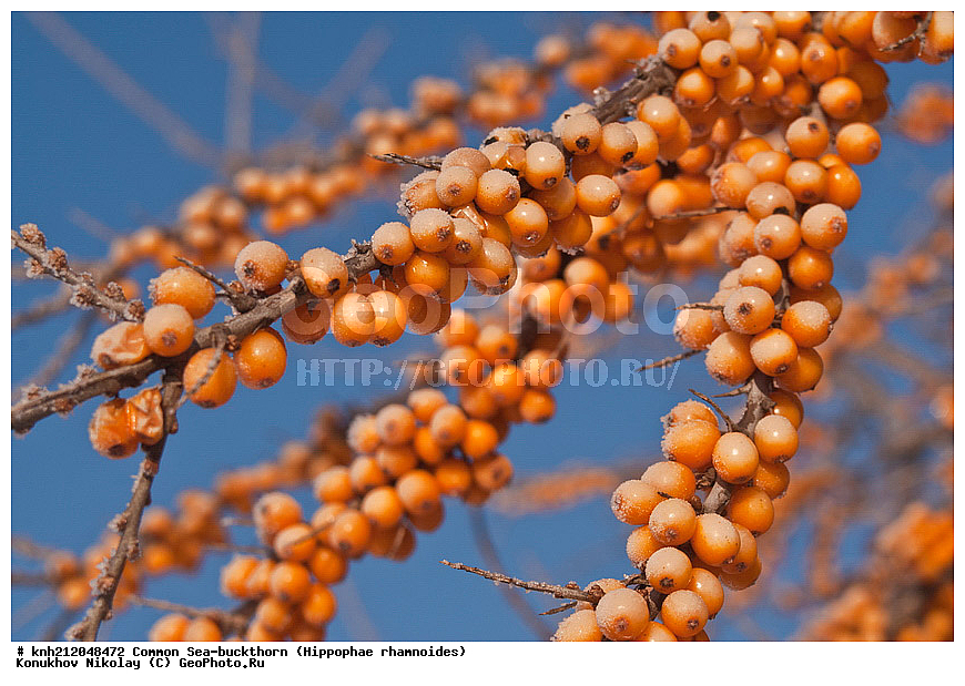 �������� �������������, Hippophae rhamnoides, �����������, ���, ����, �����������, ��������, �����, �������, �������������, �����, �������, ���������, �����, ���������, �����, ���������, ������ ��������, �����, ��������, ���������� ��������, ������� ��������, �����, �����, �����������, �������� ����������, �������, Elaeagnaceae, DONE, ���������� �������, ������, XYZ, �������� ���������, �������� ������������, ����, ������, �������� ������, �������, ��������, ������� ���, ���������, �������� ���������, �������� ������������, ����, ������, �������� ������, �������, ��������, ������� ���, ���������, ����������� ������, ����������� ����������� �����, ����������������� ���, ���������� ���, ����������� ���, ���������� ���, trees, shrub, bush, shrubs, bushes, perennial plant, perennial, wild plants, wilding, Ornamental plants, Ornamental plant, Ornamental
