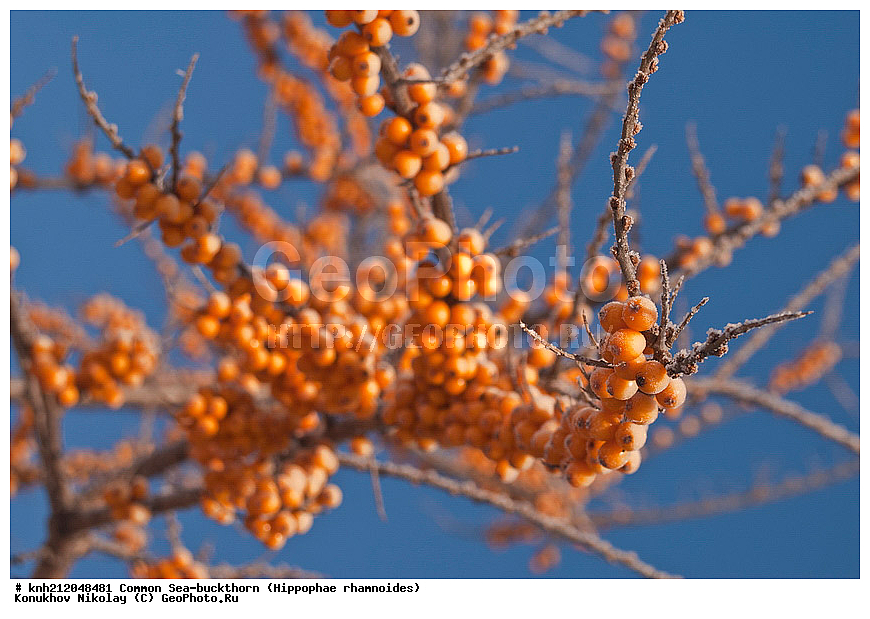 �������� �������������, Hippophae rhamnoides, �����������, ���, ����, �����������, ��������, �����, �������, �������������, �����, �������, ���������, �����, ���������, �����, ���������, ������ ��������, �����, ��������, ���������� ��������, ������� ��������, �����, �����, �����������, �������� ����������, �������, Elaeagnaceae, DONE, ���������� �������, ������, XYZ, �������� ���������, �������� ������������, ����, ������, �������� ������, �������, ��������, ������� ���, ���������, �������� ���������, �������� ������������, ����, ������, �������� ������, �������, ��������, ������� ���, ���������, ����������� ������, ����������� ����������� �����, ����������������� ���, ���������� ���, ����������� ���, ���������� ���, trees, shrub, bush, shrubs, bushes, perennial plant, perennial, wild plants, wilding, Ornamental plants, Ornamental plant, Ornamental