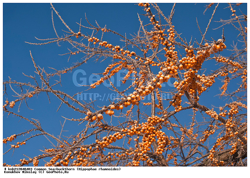 �������� �������������, Hippophae rhamnoides, �����������, ���, ����, �����������, ��������, �����, �������, �������������, �����, �������, ���������, �����, ���������, �����, ���������, ������ ��������, �����, ��������, ���������� ��������, ������� ��������, �����, �����, �����������, �������� ����������, �������, Elaeagnaceae, DONE, ���������� �������, ������, XYZ, �������� ���������, �������� ������������, ����, ������, �������� ������, �������, ��������, ������� ���, ���������, �������� ���������, �������� ������������, ����, ������, �������� ������, �������, ��������, ������� ���, ���������, ����������� ������, ����������� ����������� �����, ����������������� ���, ���������� ���, ����������� ���, ���������� ���, trees, shrub, bush, shrubs, bushes, perennial plant, perennial, wild plants, wilding, Ornamental plants, Ornamental plant, Ornamental