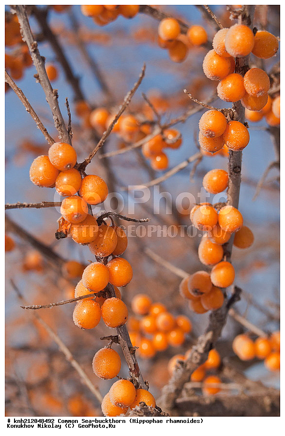 �������� �������������, Hippophae rhamnoides, �����������, ���, ����, �����������, ��������, �����, �������, �������������, �����, �������, ���������, �����, ���������, �����, ���������, ������ ��������, �����, ��������, ���������� ��������, ������� ��������, �����, �����, �����������, �������� ����������, �������, Elaeagnaceae, DONE, ���������� �������, ������, XYZ, �������� ���������, �������� ������������, ����, ������, �������� ������, �������, ��������, ������� ���, ���������, �������� ���������, �������� ������������, ����, ������, �������� ������, �������, ��������, ������� ���, ���������, ����������� ������, ����������� ����������� �����, ����������������� ���, ���������� ���, ����������� ���, ���������� ���, trees, shrub, bush, shrubs, bushes, perennial plant, perennial, wild plants, wilding, Ornamental plants, Ornamental plant, Ornamental