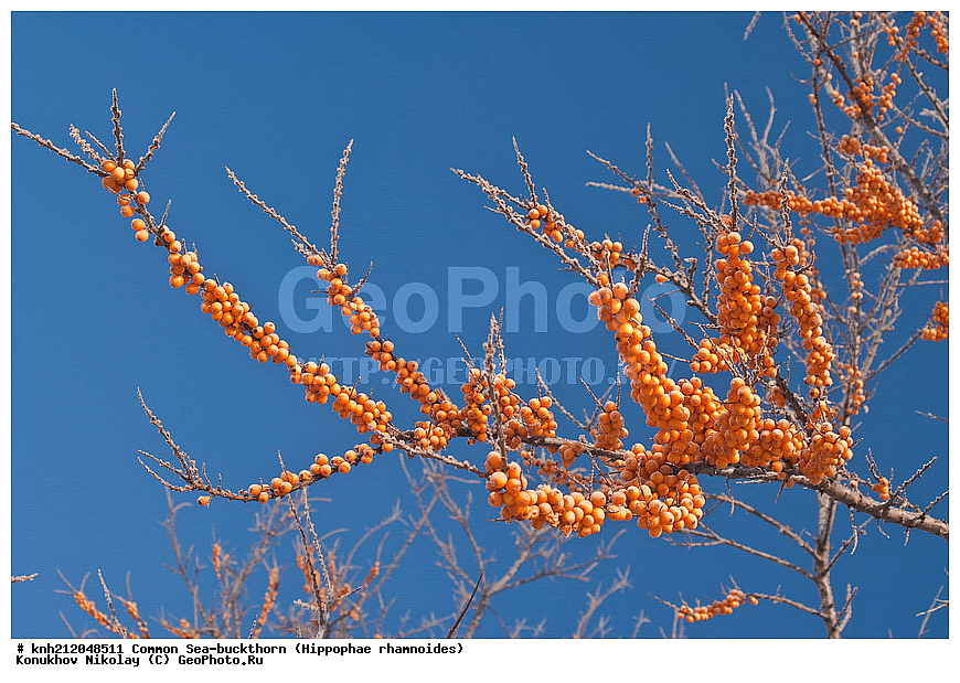 �������� �������������, Hippophae rhamnoides, �����������, ���, ����, �����������, ��������, �����, �������, �������������, �����, �������, ���������, �����, ���������, �����, ���������, ������ ��������, �����, ��������, ���������� ��������, ������� ��������, �����, �����, �����������, �������� ����������, �������, Elaeagnaceae, DONE, ���������� �������, ������, XYZ, �������� ���������, �������� ������������, ����, ������, �������� ������, �������, ��������, ������� ���, ���������, �������� ���������, �������� ������������, ����, ������, �������� ������, �������, ��������, ������� ���, ���������, ����������� ������, ����������� ����������� �����, ����������������� ���, ���������� ���, ����������� ���, ���������� ���, trees, shrub, bush, shrubs, bushes, perennial plant, perennial, wild plants, wilding, Ornamental plants, Ornamental plant, Ornamental