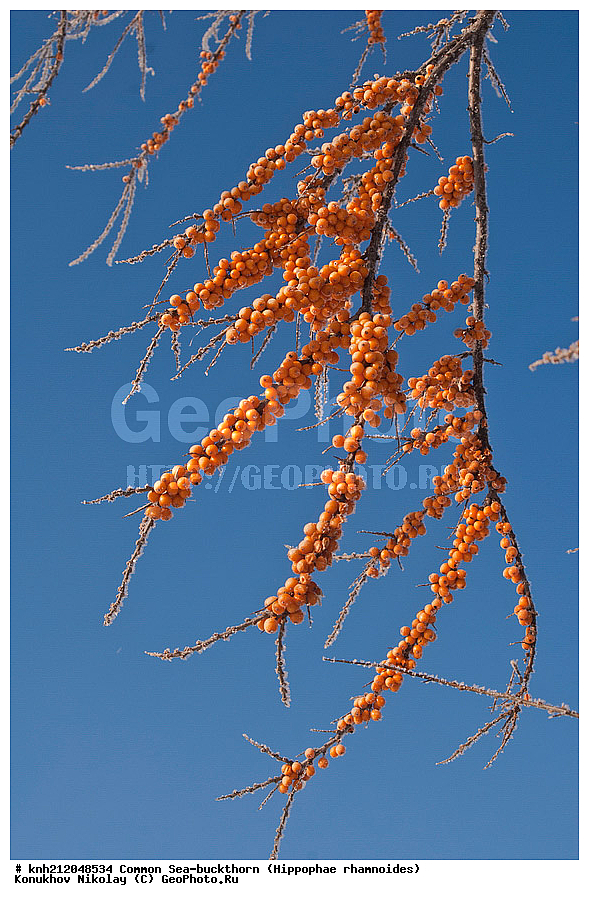 �������� �������������, Hippophae rhamnoides, �����������, ���, ����, �����������, ��������, �����, �������, �������������, �����, �������, ���������, �����, ���������, �����, ���������, ������ ��������, �����, ��������, ���������� ��������, ������� ��������, �����, �����, �����������, �������� ����������, �������, Elaeagnaceae, DONE, ���������� �������, ������, XYZ, �������� ���������, �������� ������������, ����, ������, �������� ������, �������, ��������, ������� ���, ���������, �������� ���������, �������� ������������, ����, ������, �������� ������, �������, ��������, ������� ���, ���������, ����������� ������, ����������� ����������� �����, ����������������� ���, ���������� ���, ����������� ���, ���������� ���, trees, shrub, bush, shrubs, bushes, perennial plant, perennial, wild plants, wilding, Ornamental plants, Ornamental plant, Ornamental