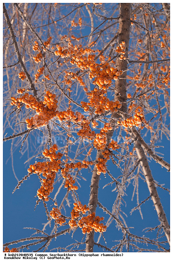 �������� �������������, Hippophae rhamnoides, �����������, ���, ����, �����������, ��������, �����, �������, �������������, �����, �������, ���������, �����, ���������, �����, ���������, ������ ��������, �����, ��������, ���������� ��������, ������� ��������, �����, �����, �����������, �������� ����������, �������, Elaeagnaceae, DONE, ���������� �������, ������, XYZ, �������� ���������, �������� ������������, ����, ������, �������� ������, �������, ��������, ������� ���, ���������, �������� ���������, �������� ������������, ����, ������, �������� ������, �������, ��������, ������� ���, ���������, ����������� ������, ����������� ����������� �����, ����������������� ���, ���������� ���, ����������� ���, ���������� ���, trees, shrub, bush, shrubs, bushes, perennial plant, perennial, wild plants, wilding, Ornamental plants, Ornamental plant, Ornamental