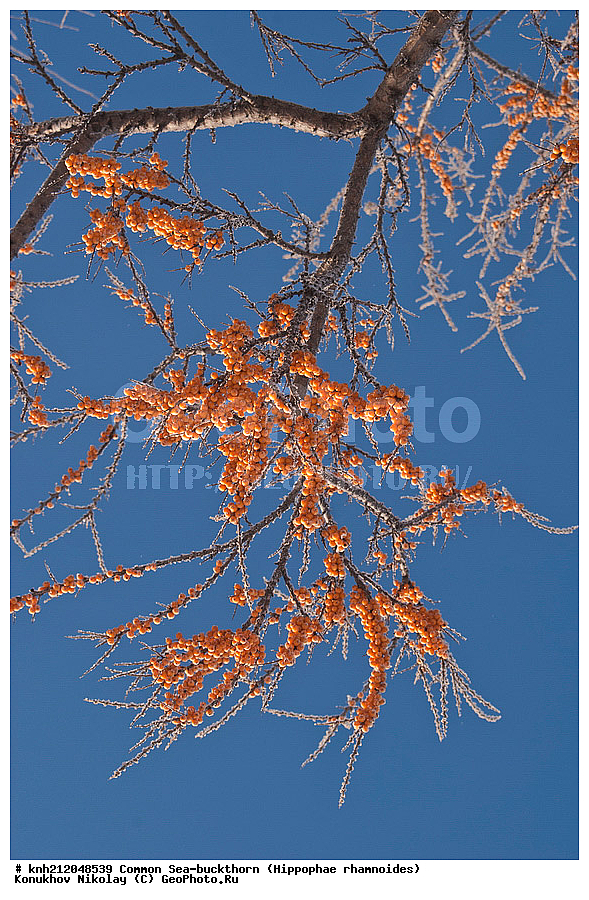 �������� �������������, Hippophae rhamnoides, �����������, ���, ����, �����������, ��������, �����, �������, �������������, �����, �������, ���������, �����, ���������, �����, ���������, ������ ��������, �����, ��������, ���������� ��������, ������� ��������, �����, �����, �����������, �������� ����������, �������, Elaeagnaceae, DONE, ���������� �������, ������, XYZ, �������� ���������, �������� ������������, ����, ������, �������� ������, �������, ��������, ������� ���, ���������, �������� ���������, �������� ������������, ����, ������, �������� ������, �������, ��������, ������� ���, ���������, ����������� ������, ����������� ����������� �����, ����������������� ���, ���������� ���, ����������� ���, ���������� ���, trees, shrub, bush, shrubs, bushes, perennial plant, perennial, wild plants, wilding, Ornamental plants, Ornamental plant, Ornamental