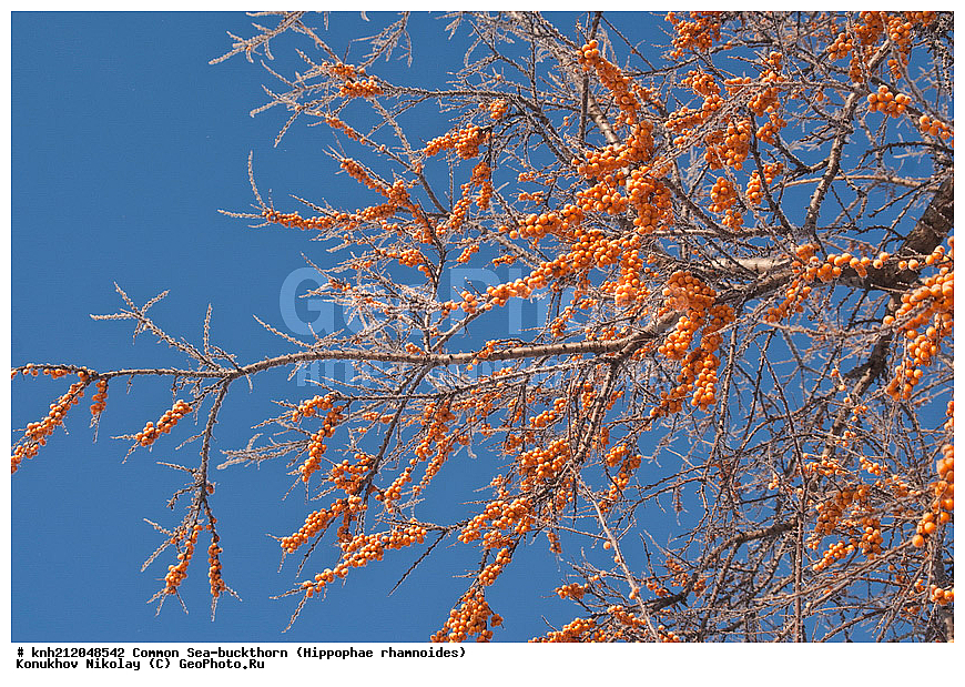  �������� �������������, Hippophae rhamnoides, �����������, ���, ����, �����������, ��������, �����, �������, �������������, �����, �������, ���������, �����, ���������, �����, ���������, ������ ��������, �����, ��������, ���������� ��������, ������� ��������, �����, �����, �����������, �������� ����������, �������, Elaeagnaceae, DONE, ���������� �������, ������, XYZ, �������� ���������, �������� ������������, ����, ������, �������� ������, �������, ��������, ������� ���, ���������, �������� ���������, �������� ������������, ����, ������, �������� ������, �������, ��������, ������� ���, ���������, ����������� ������, ����������� ����������� �����, ����������������� ���, ���������� ���, ����������� ���, ���������� ���, trees, shrub, bush, shrubs, bushes, perennial plant, perennial, wild plants, wilding, Ornamental plants, Ornamental plant, Ornamental