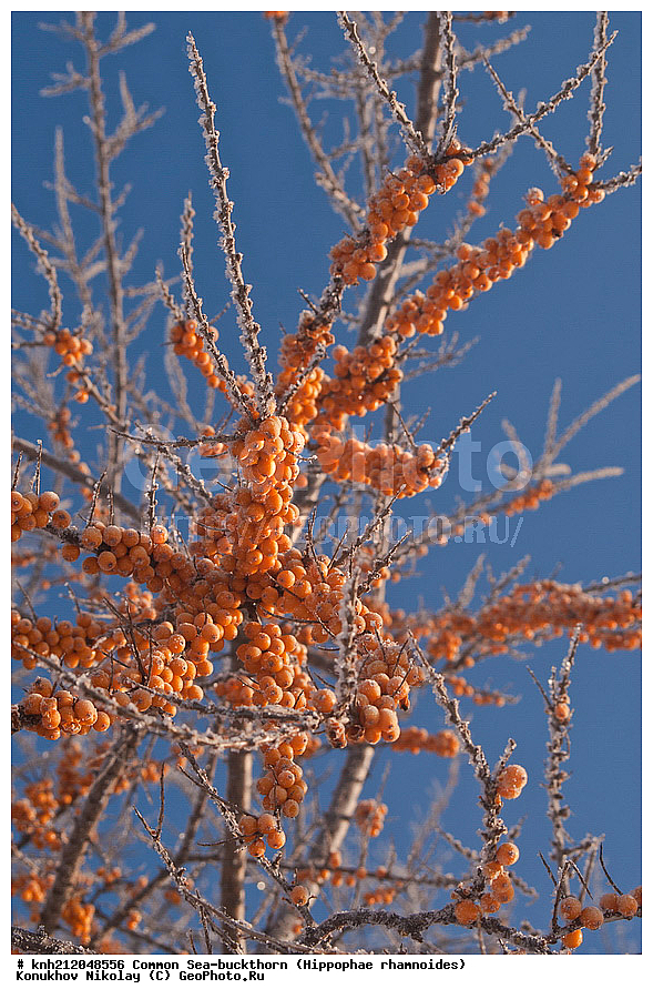 �������� �������������, Hippophae rhamnoides, �����������, ���, ����, �����������, ��������, �����, �������, �������������, �����, �������, ���������, �����, ���������, �����, ���������, ������ ��������, �����, ��������, ���������� ��������, ������� ��������, �����, �����, �����������, �������� ����������, �������, Elaeagnaceae, DONE, ���������� �������, ������, XYZ, �������� ���������, �������� ������������, ����, ������, �������� ������, �������, ��������, ������� ���, ���������, �������� ���������, �������� ������������, ����, ������, �������� ������, �������, ��������, ������� ���, ���������, ����������� ������, ����������� ����������� �����, ����������������� ���, ���������� ���, ����������� ���, ���������� ���, trees, shrub, bush, shrubs, bushes, perennial plant, perennial, wild plants, wilding, Ornamental plants, Ornamental plant, Ornamental