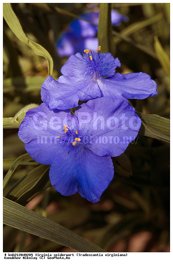 ������������ ����������, Tradescantia virginiana, �����������, ���, ������ ��������, �����, ��������,  ���������� ��������, ������� ��������, ������, �����, DONE, ������������, Commelinaceae, ���������� �������, ������, XYZ, ����������� ������, ����������� ����������� �����