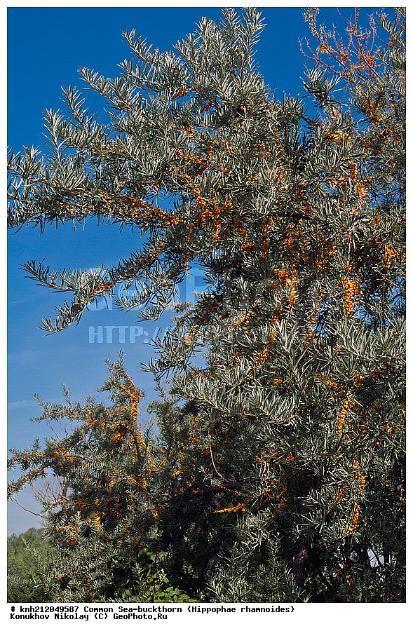  �������� �������������, Hippophae rhamnoides, �����������, ���, ����, �����������, ��������, �����, �������, �������������, �����, �������, ���������, �����, ���������, �����, ���������, ������ ��������, �����, ��������, ���������� ��������, ������� ��������, �����, �����, �����������, �������� ����������, �������, Elaeagnaceae, DONE, ���������� �������, ������, XYZ, �������� ���������, �������� ������������, ����, ������, �������� ������, �������, ��������, ������� ���, ���������, �������� ���������, �������� ������������, ����, ������, �������� ������, �������, ��������, ������� ���, ���������, ����������� ������, ����������� ����������� �����, ����������������� ���, ���������� ���, ����������� ���, ���������� ���, trees, shrub, bush, shrubs, bushes, perennial plant, perennial, wild plants, wilding, Ornamental plants, Ornamental plant, Ornamental