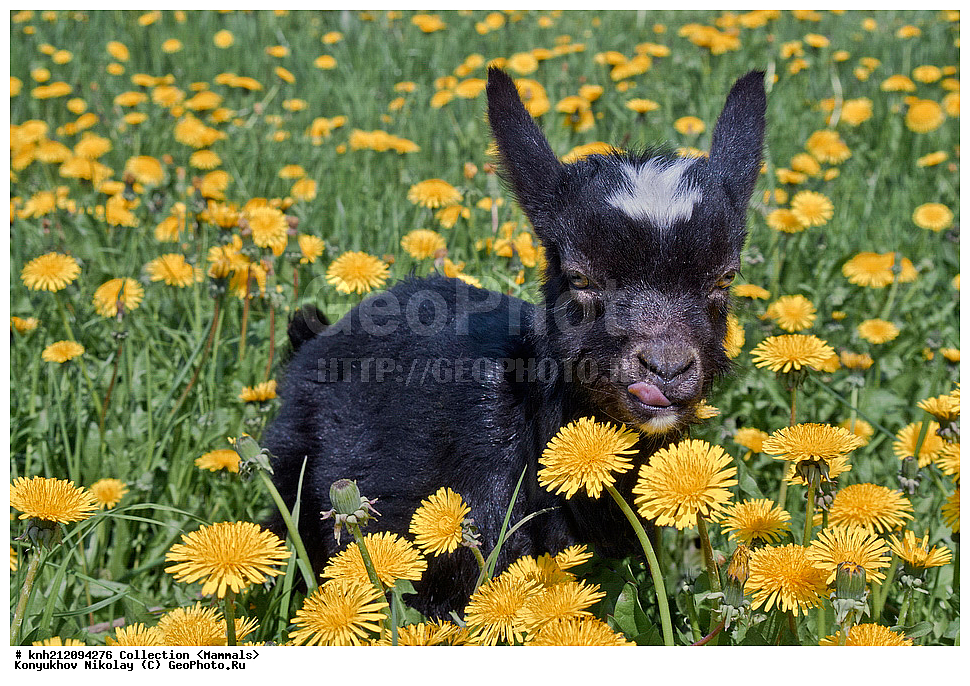 ��������, ��������, �������������, �������������, �����, �����, DONE, ���������, Bovidae, �������� ����, Capra aegagrus hircus, �����������, ���������� �������, �������� ��������, ���������� �������, XYZ, ����������� ������, ����������� ����������� �����