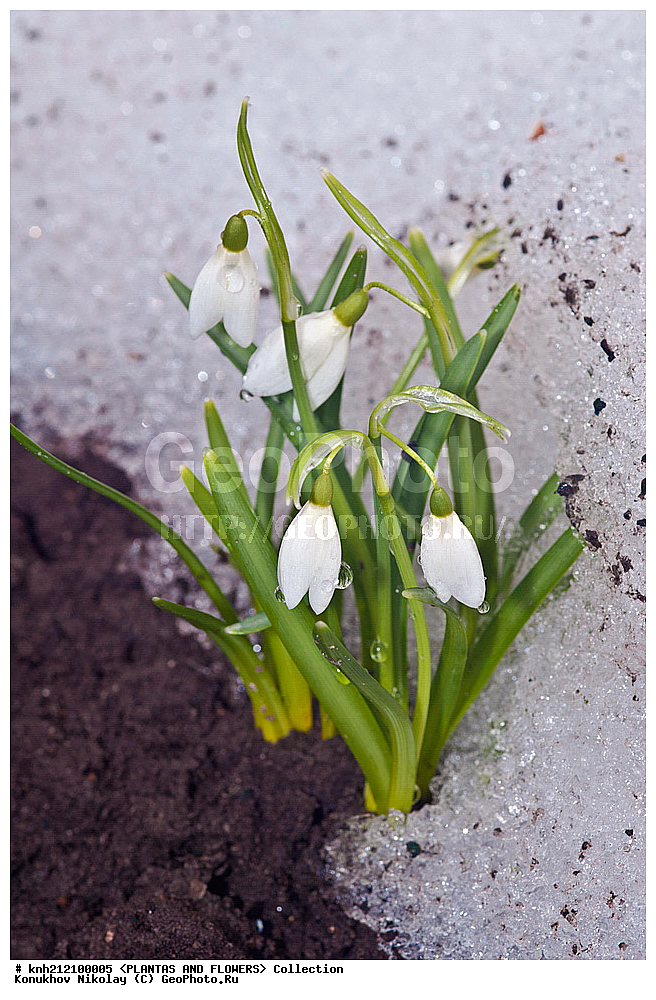 ��������, �����, ������ ��������, ���������� ��������, ���������� ����������� , Galanthus nivalis, ���������� ��������, ������� ��������, ������, �����, �����������, ����������, �������������, Amaryllidaceae, DONE, ���������� �������, ���������� ������������, ���������� �������, ������, XYZ, ����������� ������, ����������� ����������� �����
