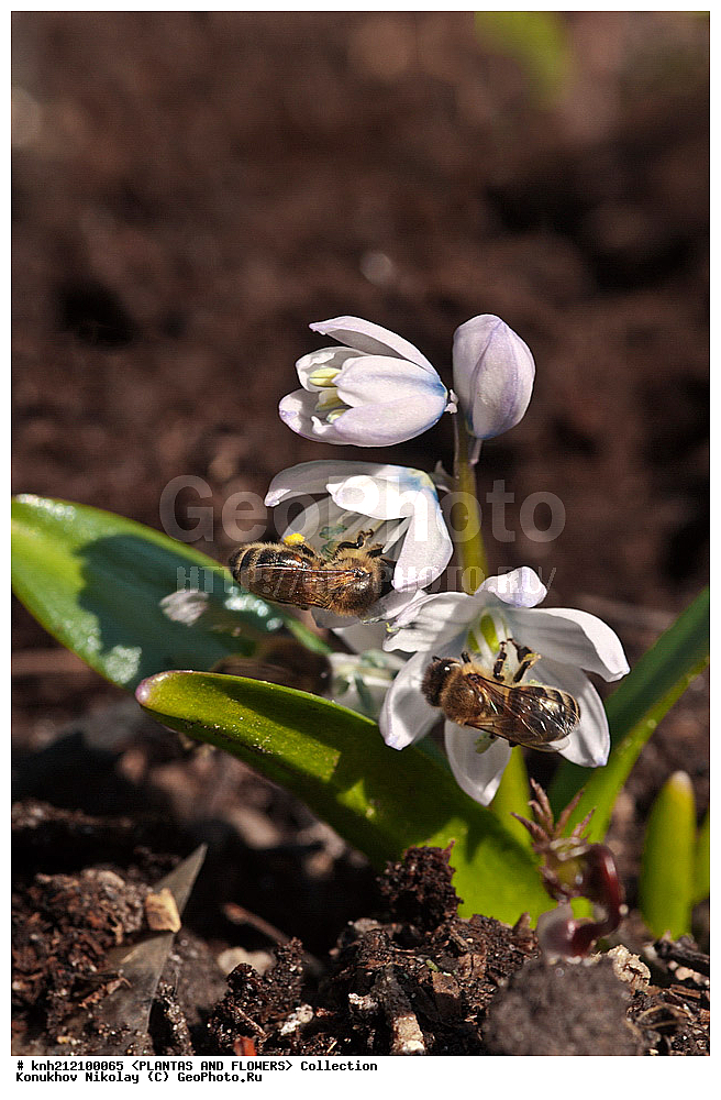 ��������, �����, ������ ��������, ���������� ��������, �������� ������� , Scilla mischtschenkoana, ������� ��������, ������, �����, �����������, Hyacinthaaceae, ���������, Asparagaceae, �����������, �������� ���������, Scilla tubergiana, DONE, ���������� �������, Hyacinthaceae, ������, XYZ, ����������� ������, ����������� ����������� �����