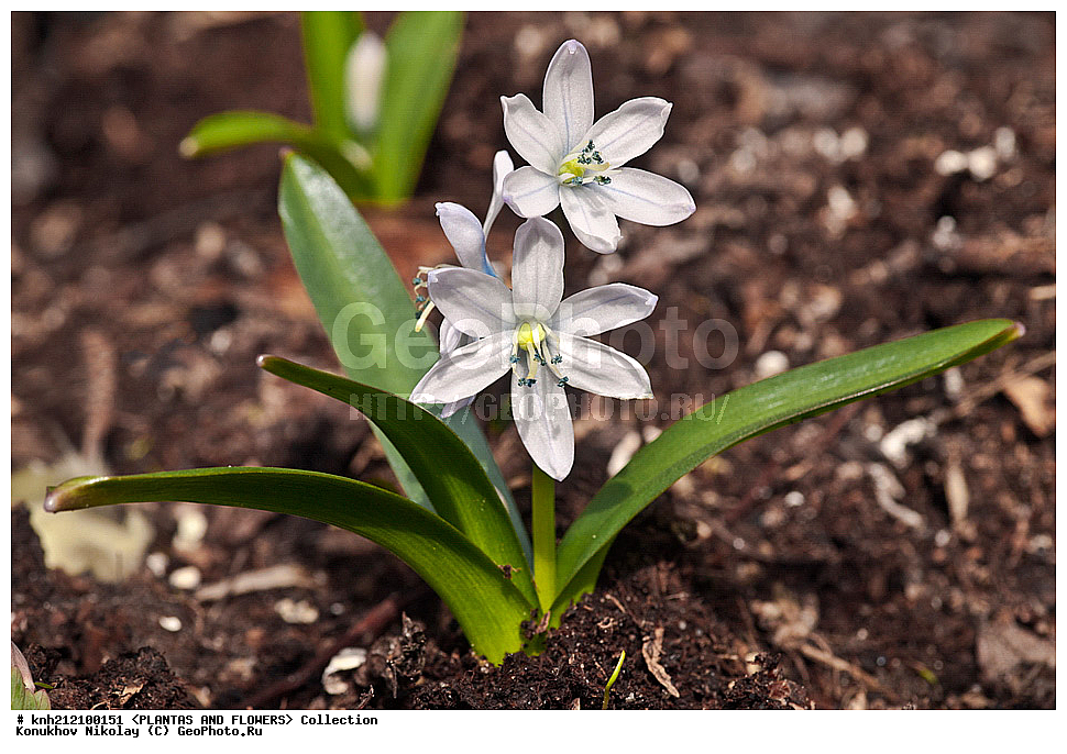 ��������, �����, ������ ��������, ���������� ��������, �������� ������� , Scilla mischtschenkoana, ������� ��������, ������, �����, �����������, Hyacinthaaceae, ���������, Asparagaceae, �����������, �������� ���������, Scilla tubergiana, DONE, ���������� �������, Hyacinthaceae, ������, XYZ, ����������� ������, ����������� ����������� �����