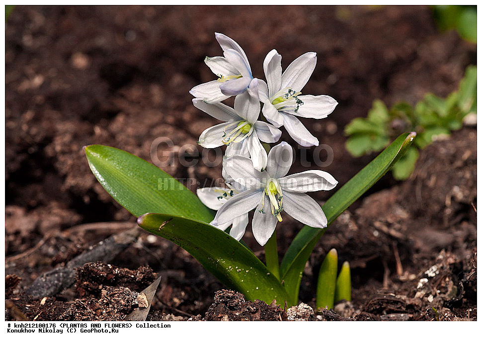 ��������, �����, ������ ��������, ���������� ��������, �������� ������� , Scilla mischtschenkoana, ������� ��������, ������, �����, �����������, Hyacinthaaceae, ���������, Asparagaceae, �����������, �������� ���������, Scilla tubergiana, DONE, ���������� �������, Hyacinthaceae, ������, XYZ, ����������� ������, ����������� ����������� �����