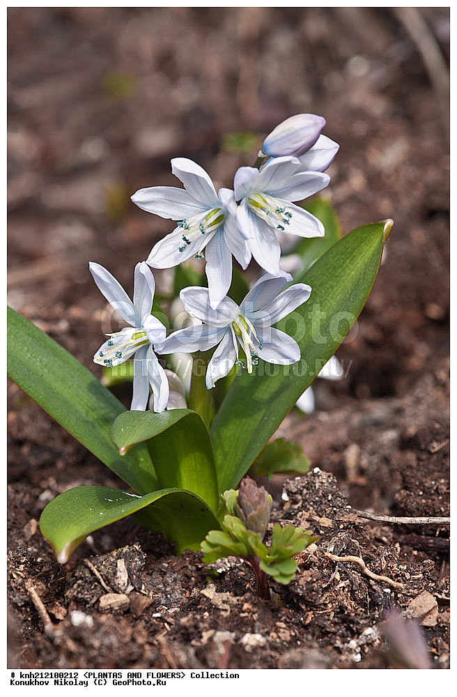 ��������, �����, ������ ��������, ���������� ��������, �������� ������� , Scilla mischtschenkoana, ������� ��������, ������, �����, �����������, Hyacinthaaceae, ���������, Asparagaceae, �����������, �������� ���������, Scilla tubergiana, DONE, ���������� �������, Hyacinthaceae, ������, XYZ, ����������� ������, ����������� ����������� �����